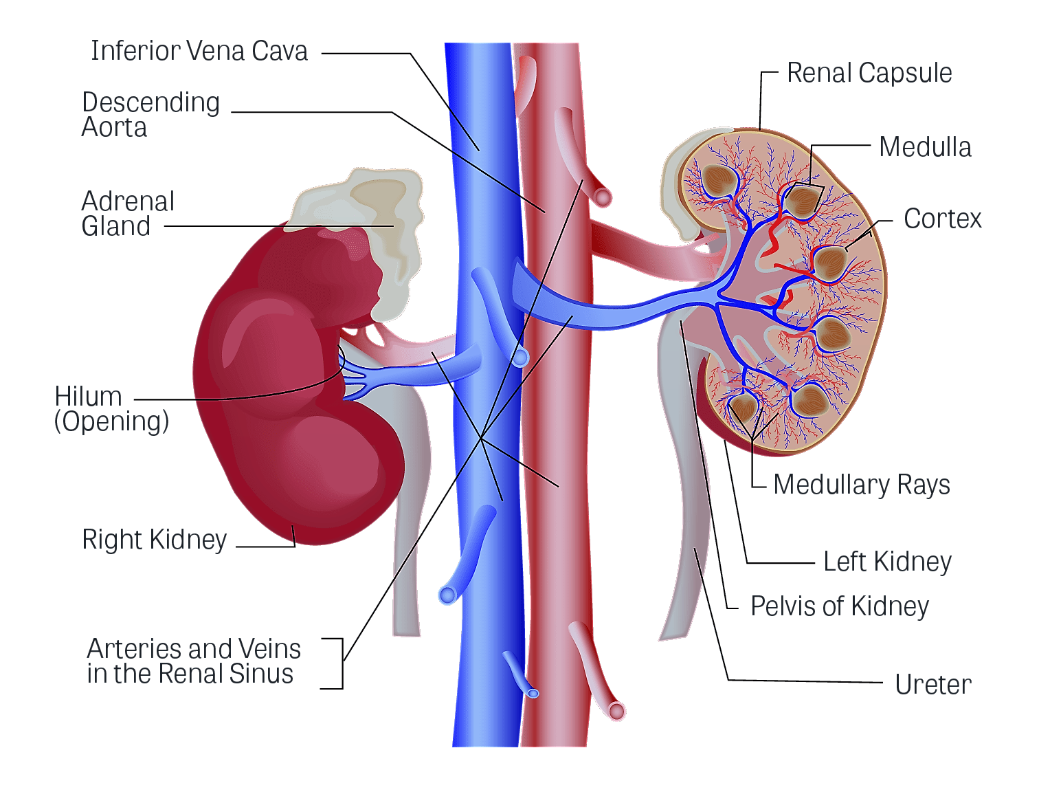 kidney function levels chart