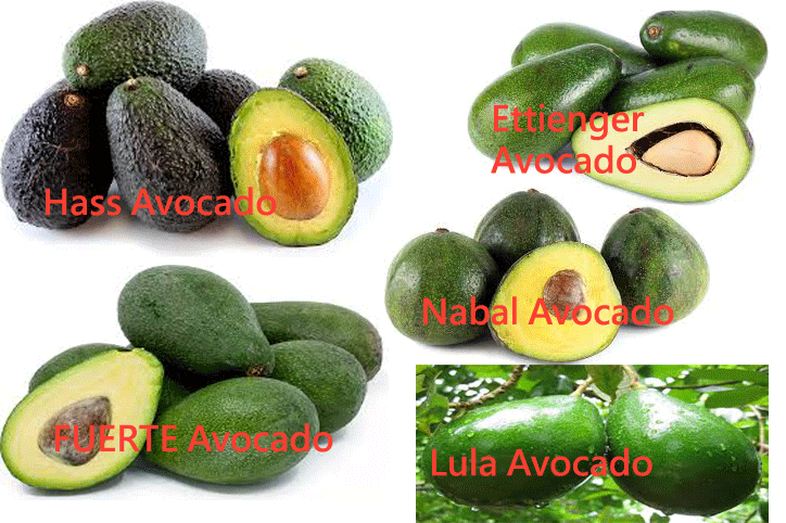 Different types of Avocados