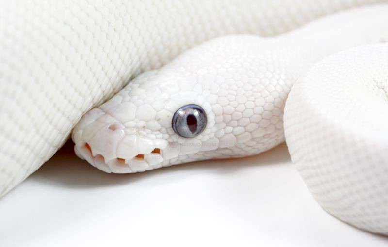 Blue Eyed Leucistic Python